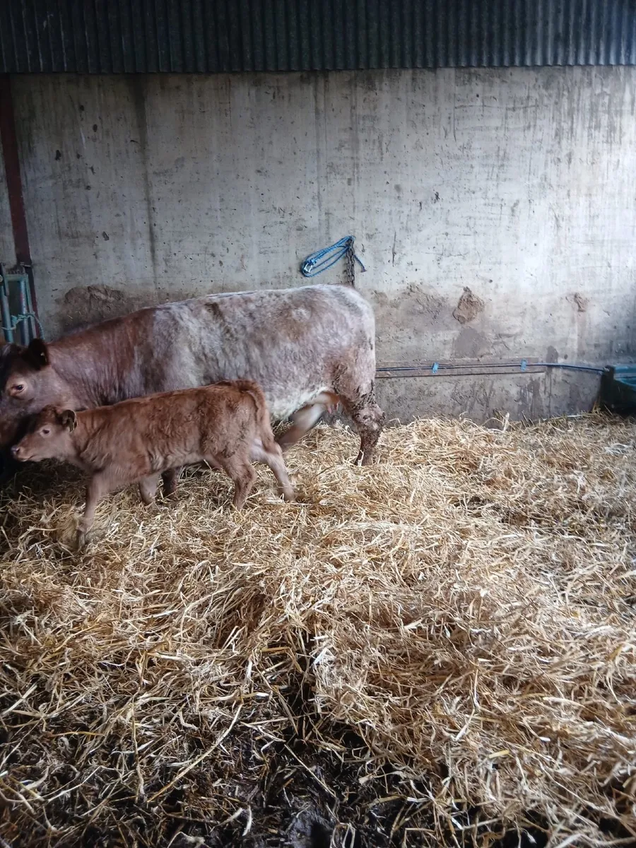 Sucklers Manorhamilton Mart Monday 20th April - Image 2