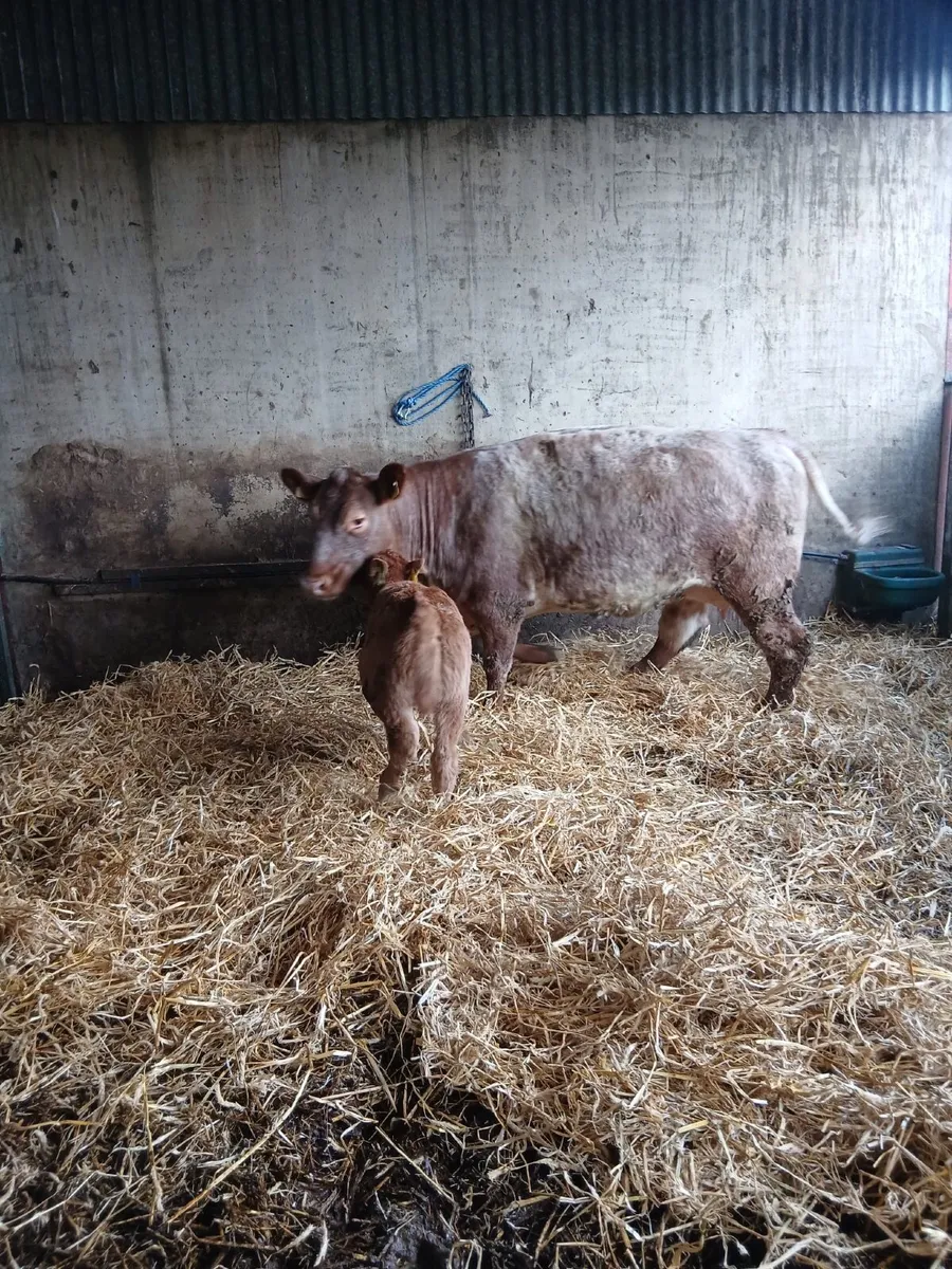Sucklers Manorhamilton Mart Monday 20th April - Image 1