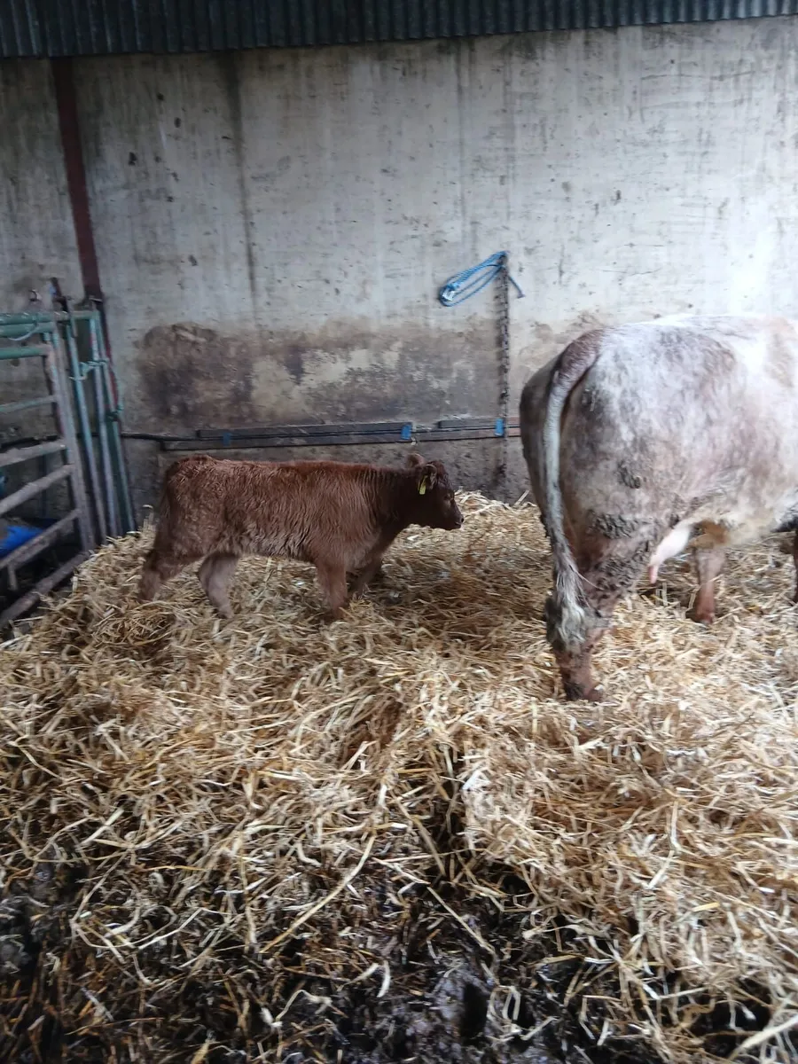 Sucklers Manorhamilton Mart Monday 20th April - Image 3