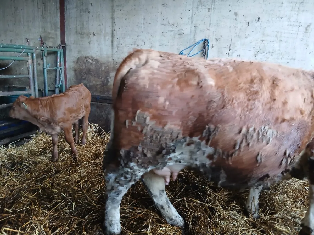 Sucklers Manorhamilton Mart Monday 20th April - Image 4