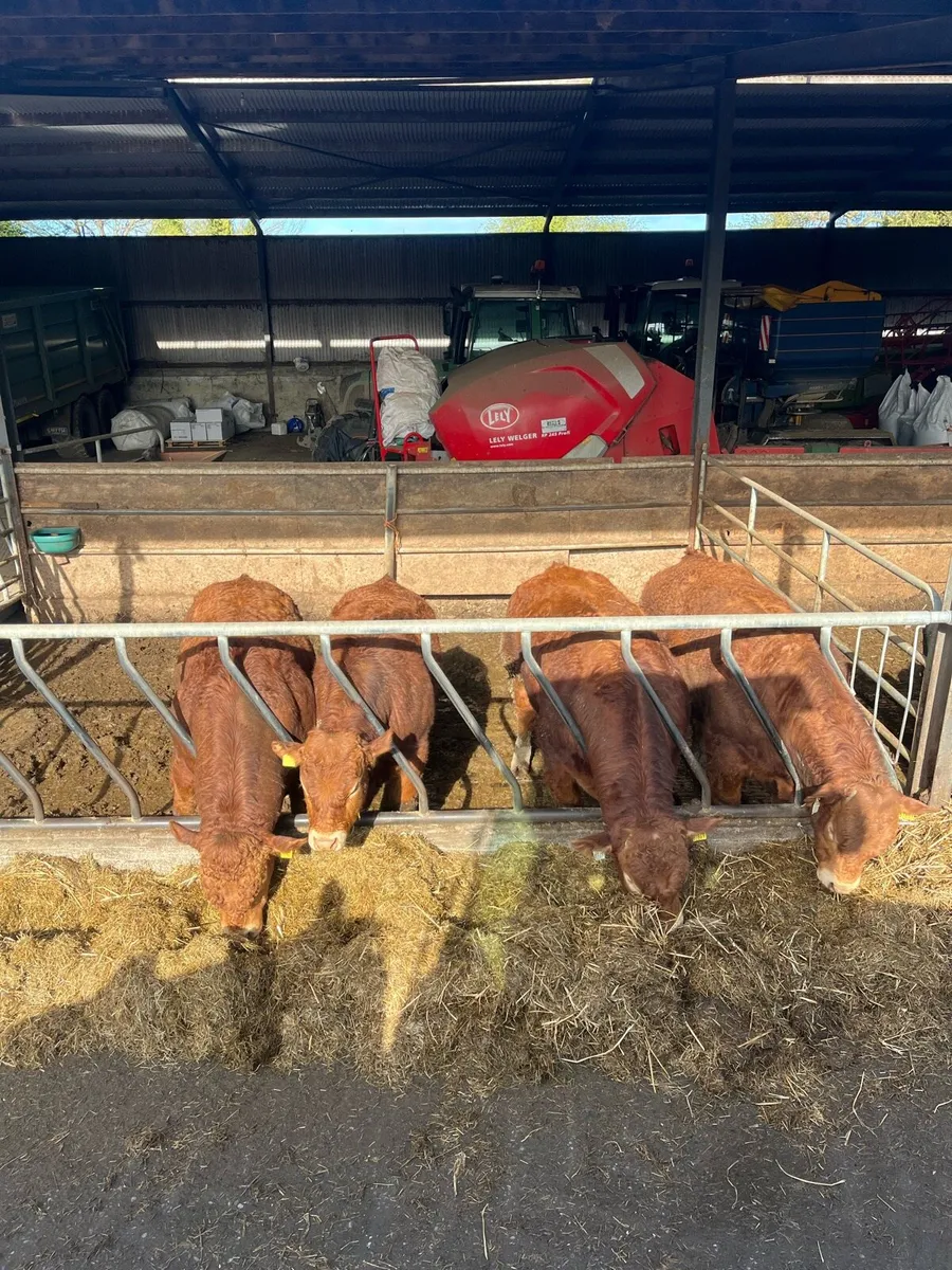 Limousin Bulls - Image 2