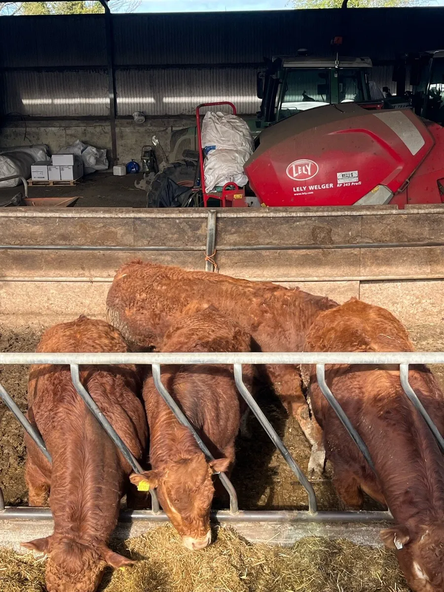 Limousin Bulls - Image 3