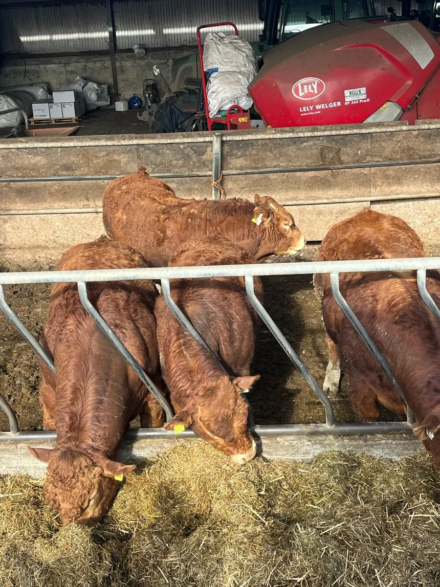 Limousin Bulls - Image 4