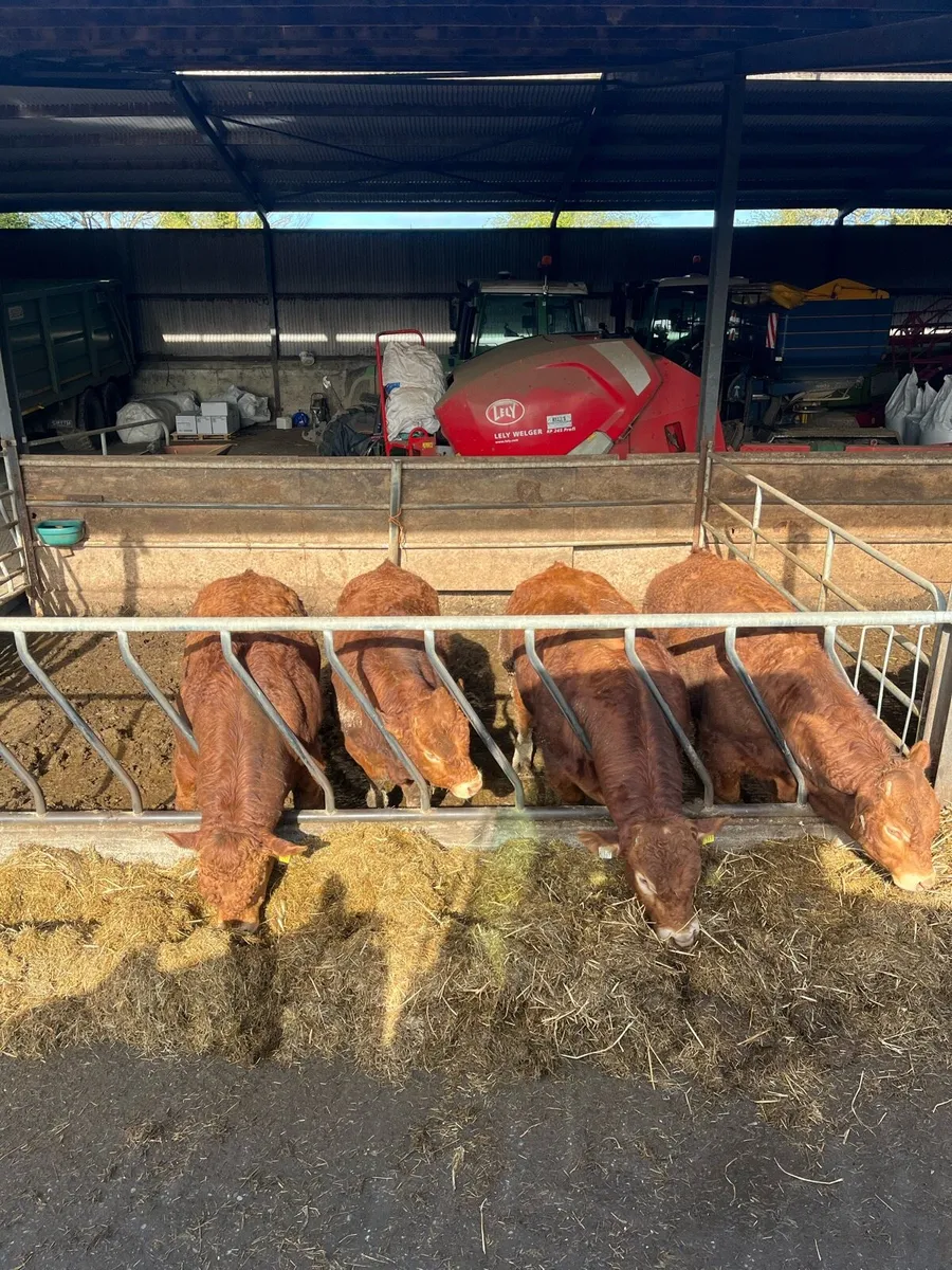 Limousin Bulls - Image 1