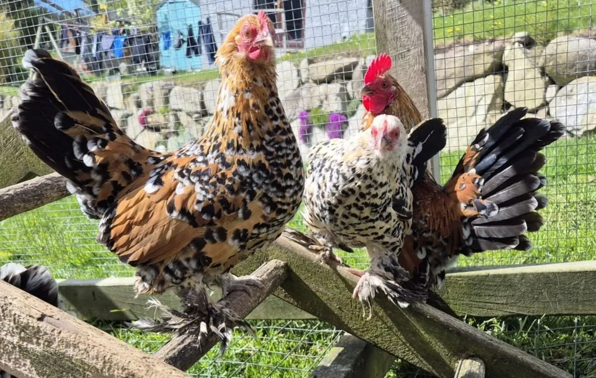 millefleur Booted Bantam - Image 2