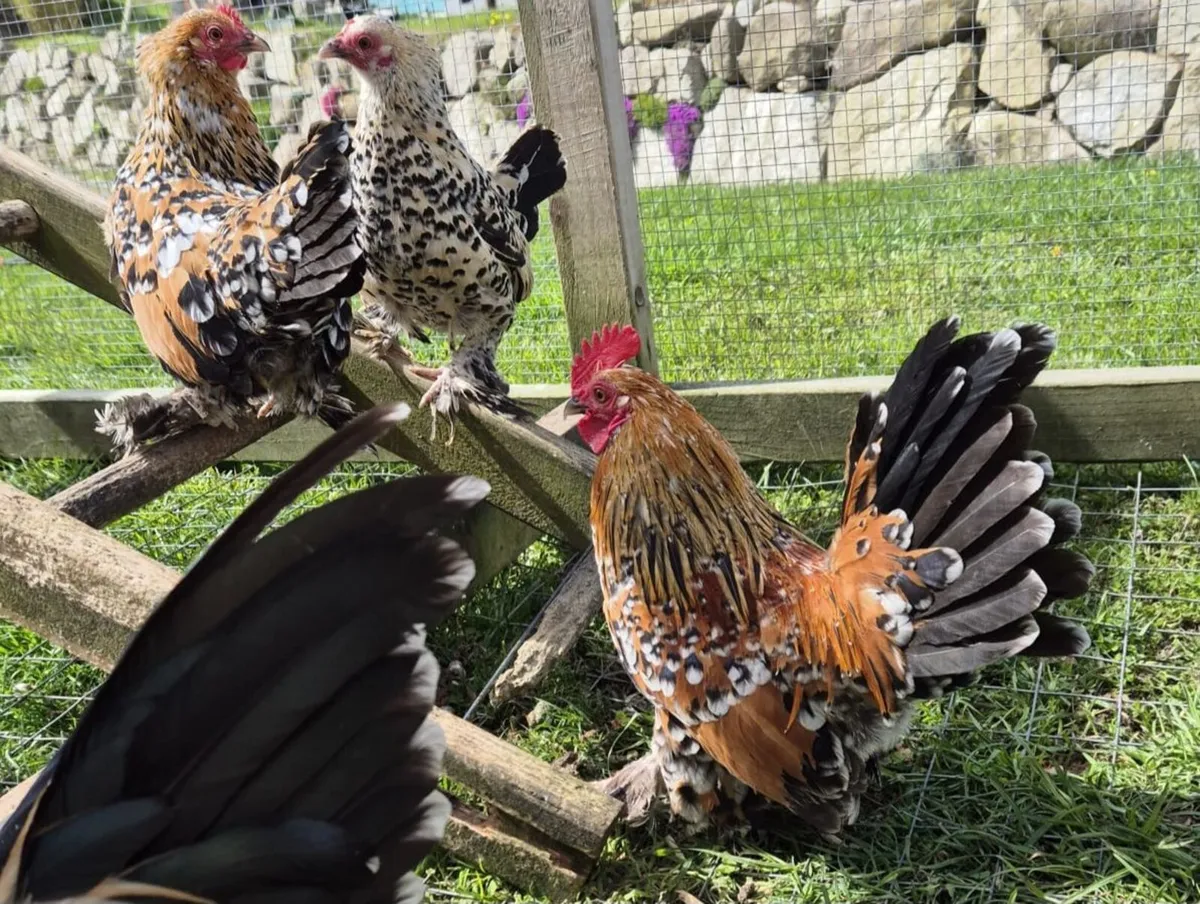 millefleur Booted Bantam - Image 1
