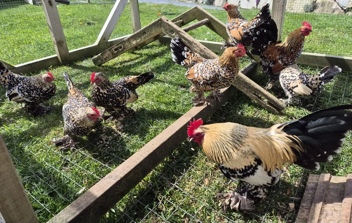 millefleur Booted Bantam - Image 4