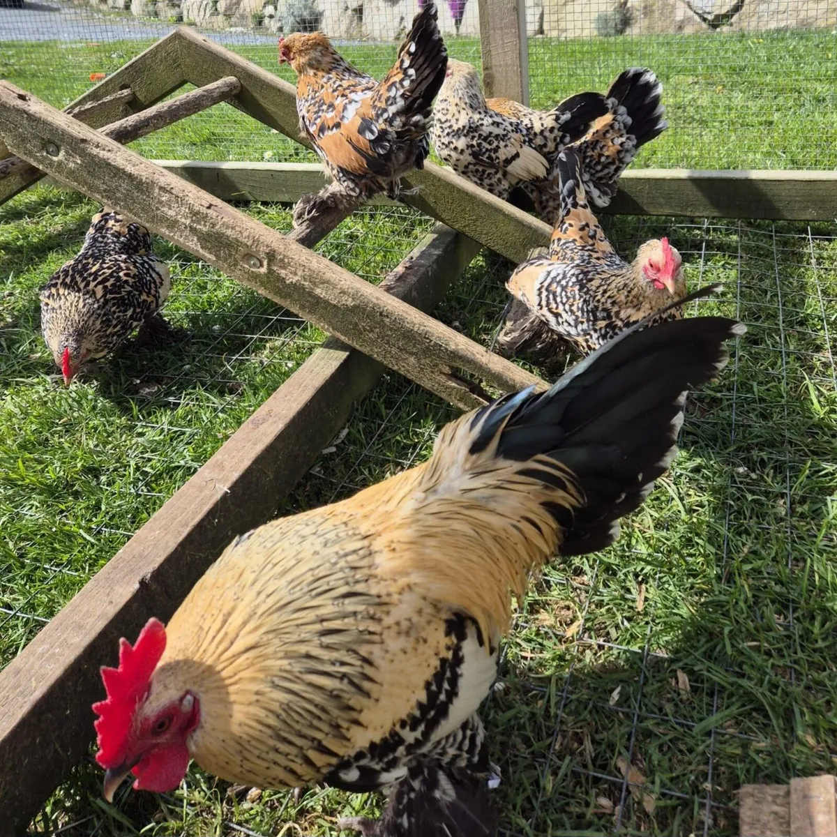 millefleur Booted Bantam - Image 3