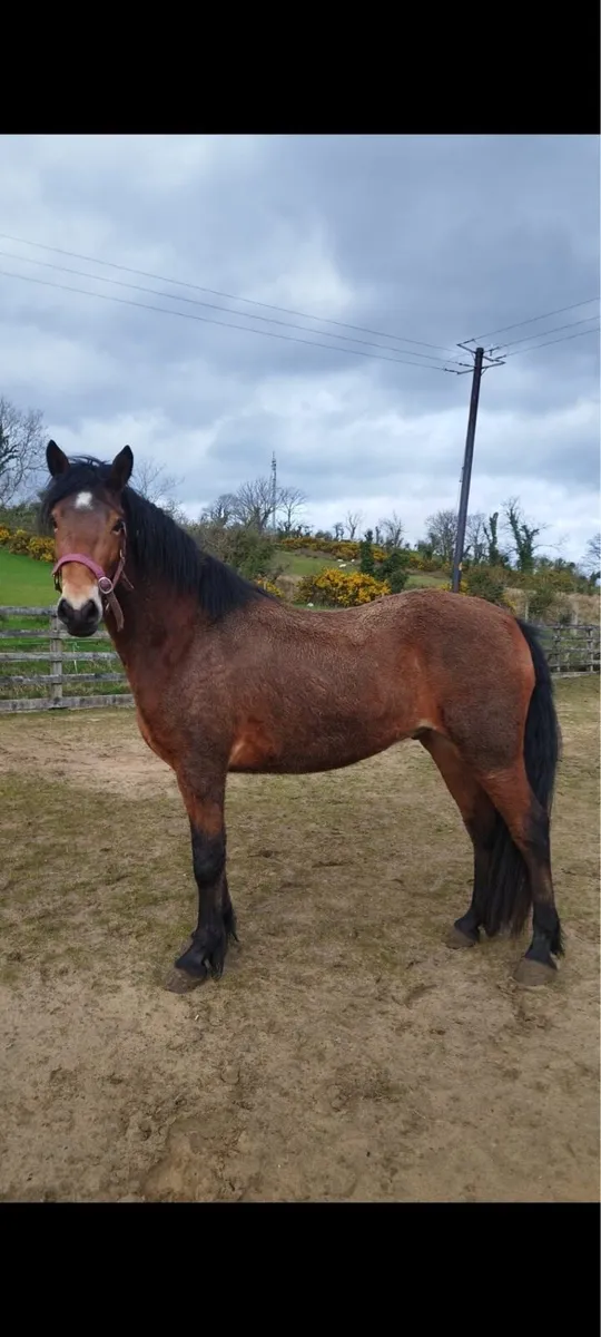 3 year old Connemara gelding - Image 3