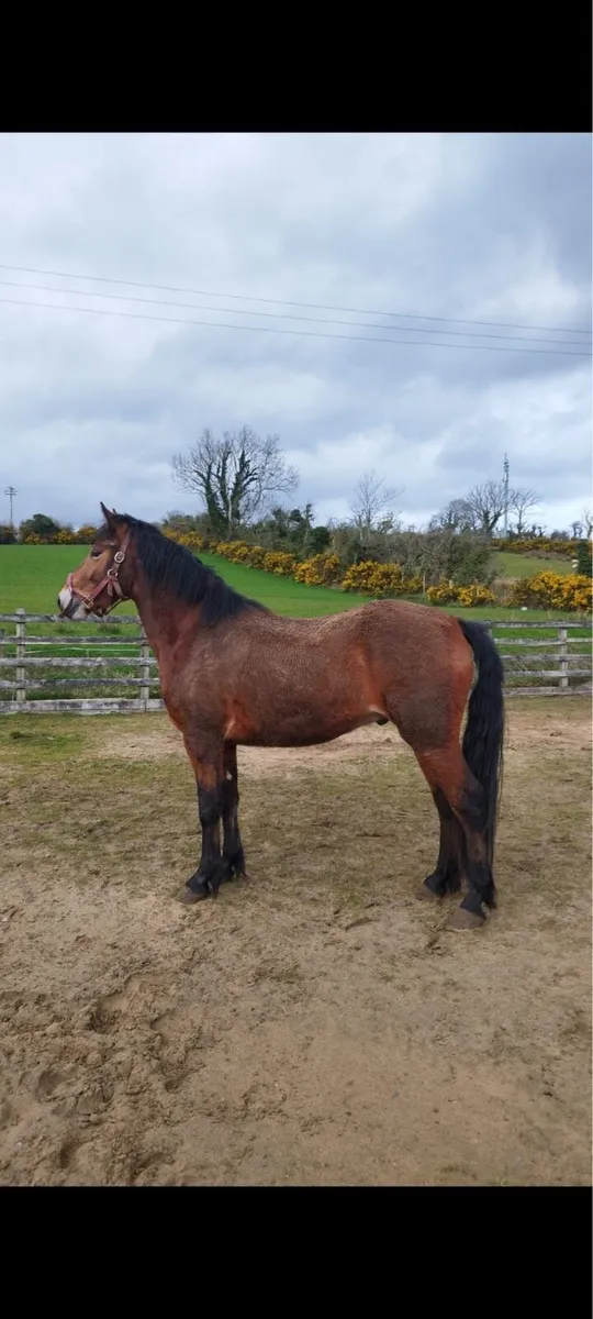 3 year old Connemara gelding - Image 4