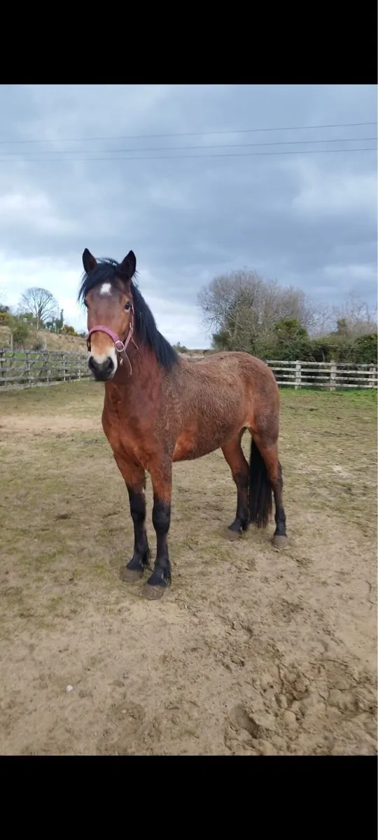 3 year old Connemara gelding - Image 1