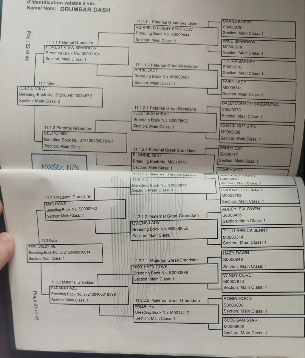3 year old Connemara gelding - Image 2