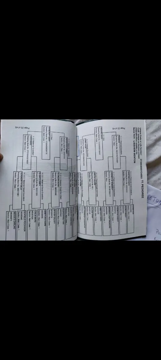 Lovely Connemara Yearling Colt - Image 2