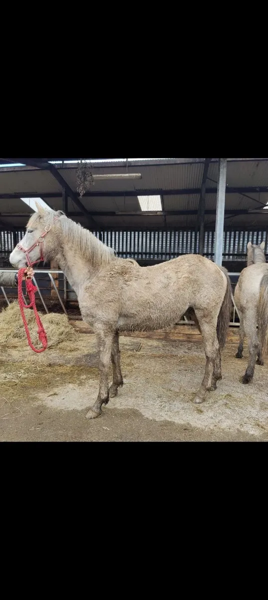 Lovely Connemara Yearling Colt - Image 4