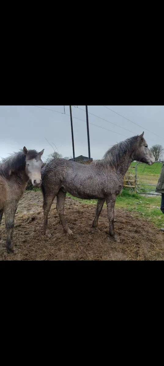 Lovely Connemara Yearling Colt - Image 3