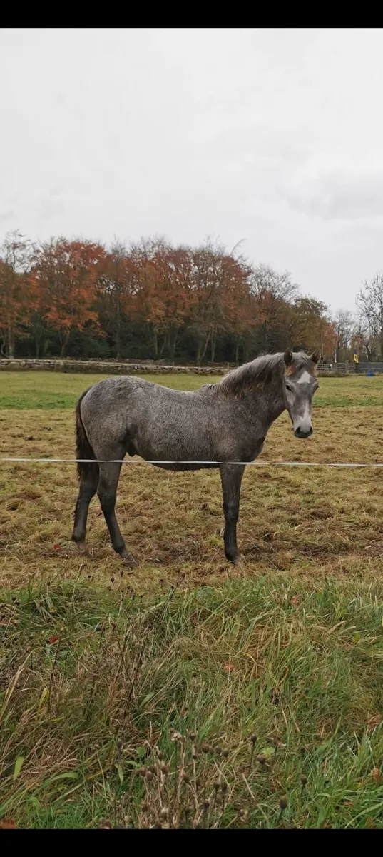 Lovely Connemara Yearling Colt - Image 1