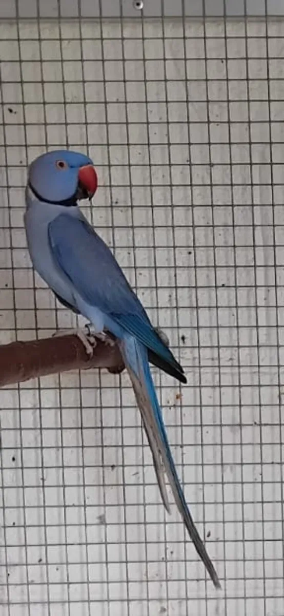 Violet Indian Ringnecks  0877797208 - Image 1