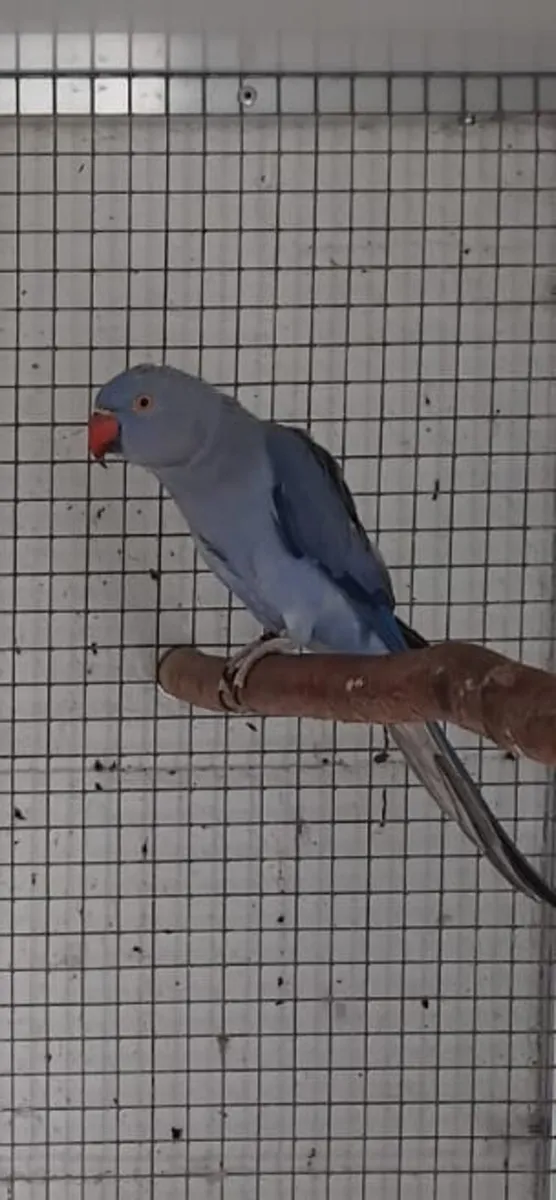 Violet Indian Ringnecks  0877797208 - Image 2
