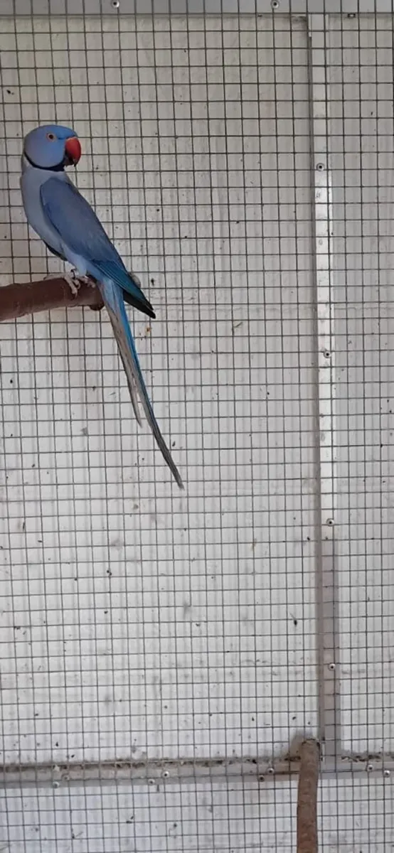 Violet Indian Ringnecks  0877797208 - Image 3