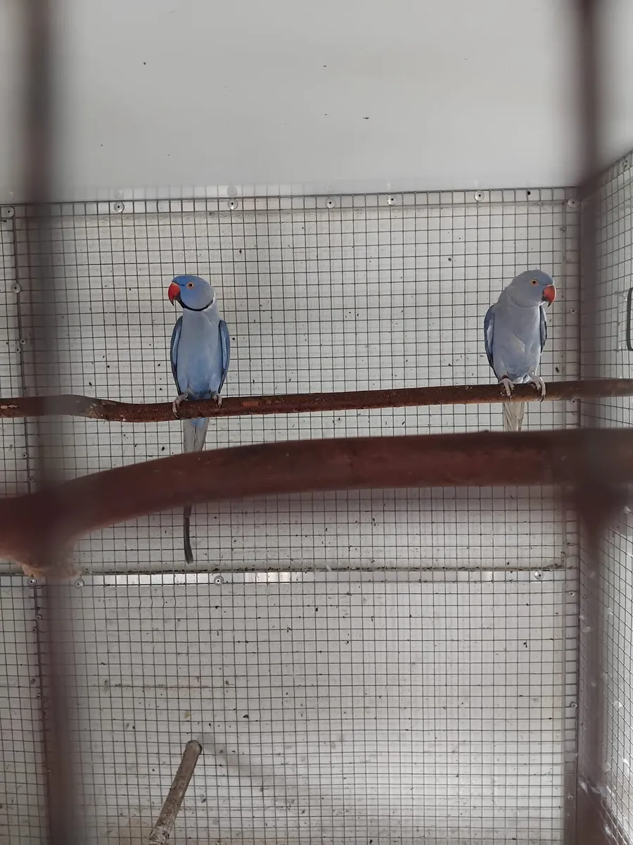 Violet Indian Ringnecks  0877797208 - Image 4
