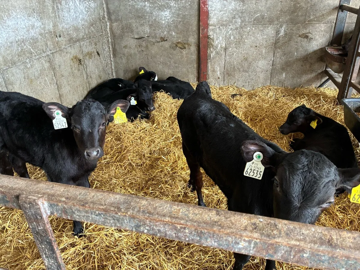 18 Calves - Image 1