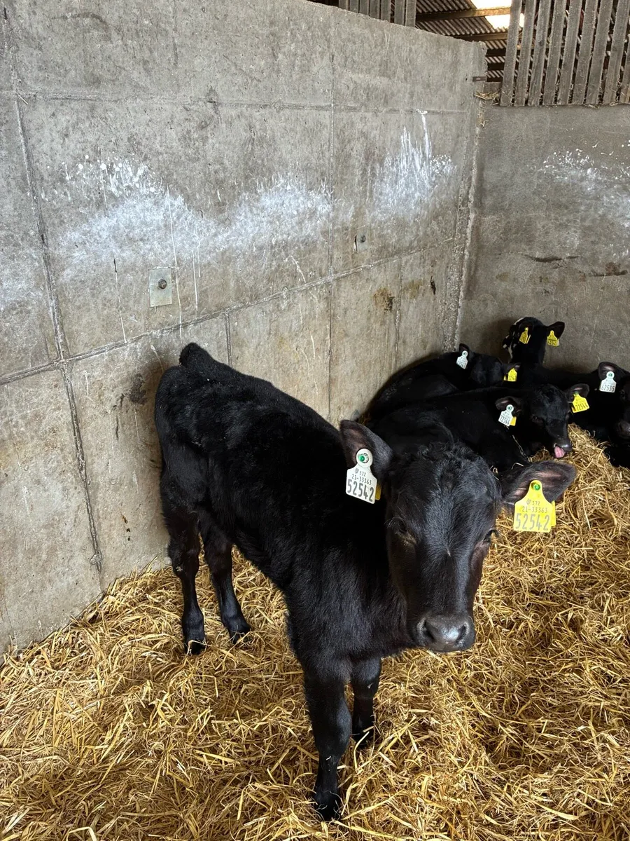 18 Calves - Image 2