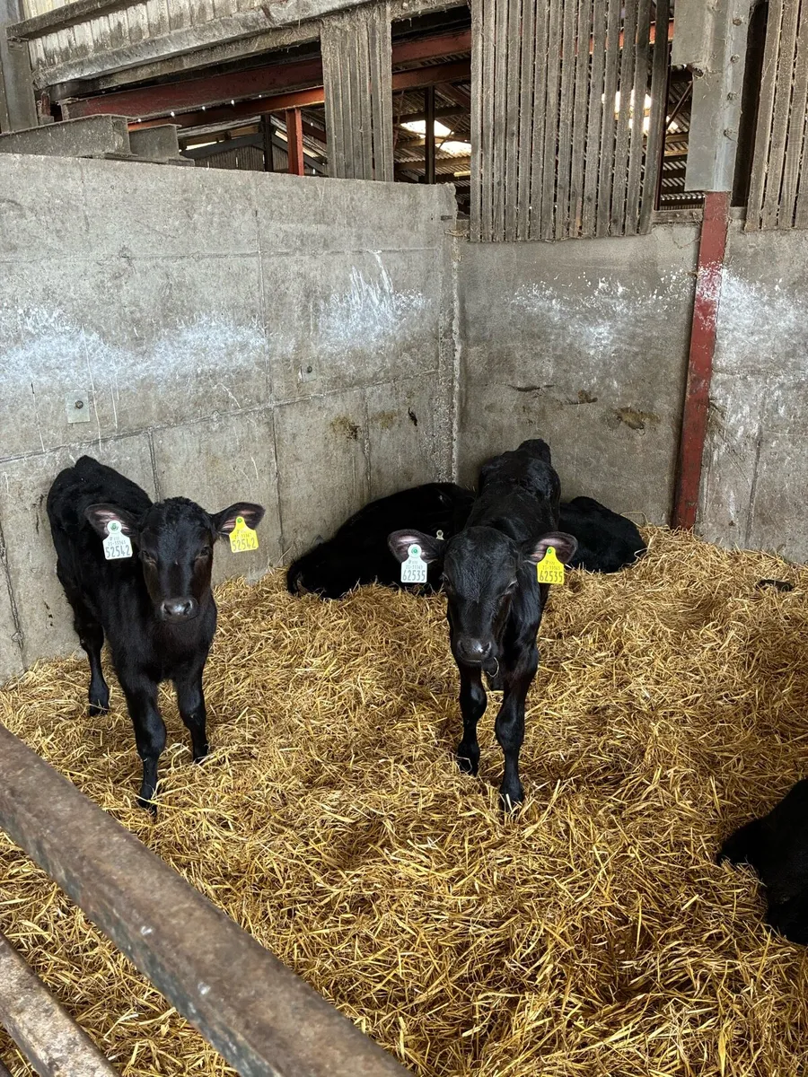 18 Calves - Image 3