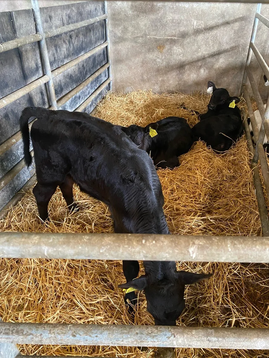 Calves - Image 3
