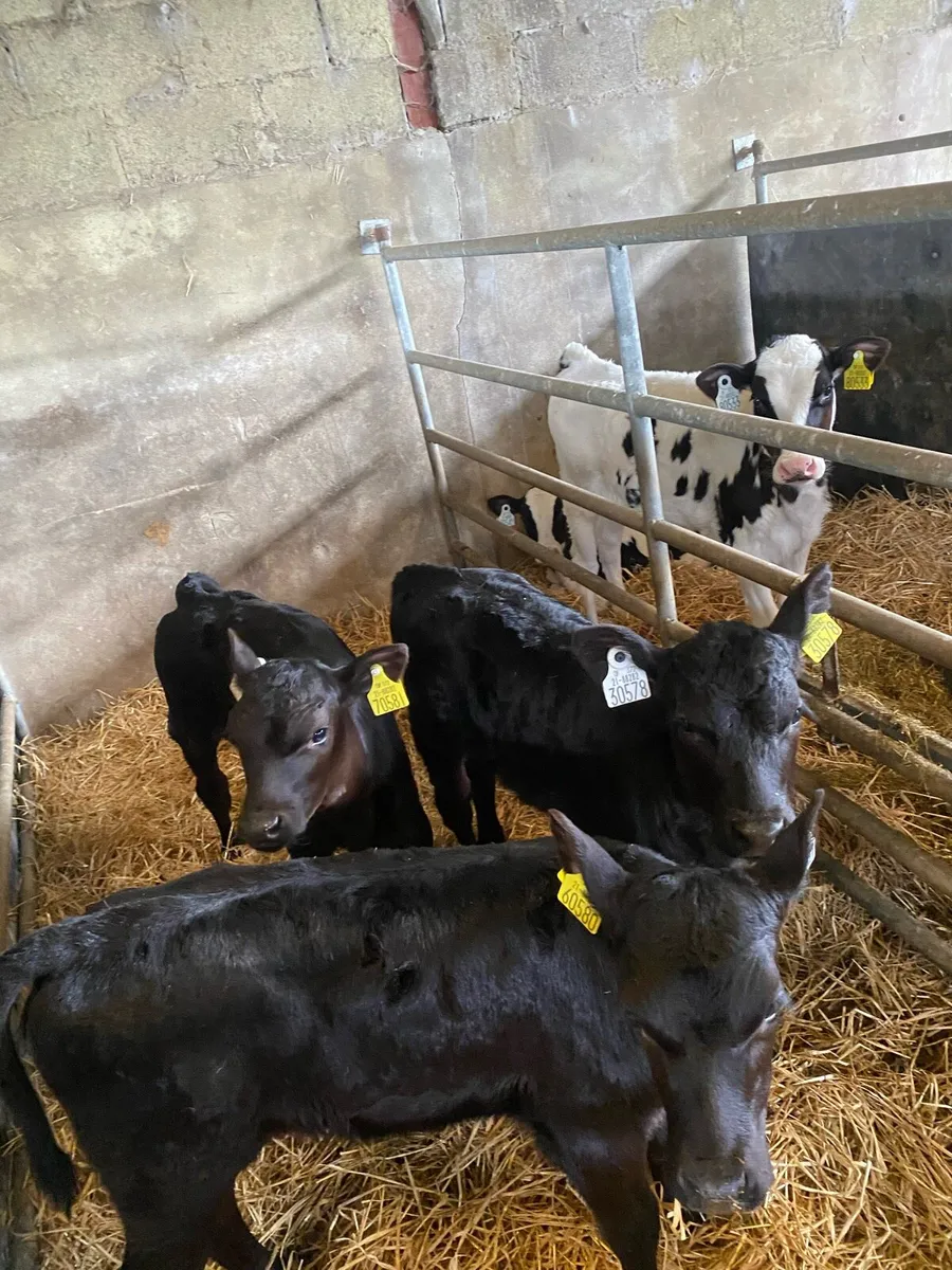 Calves - Image 4