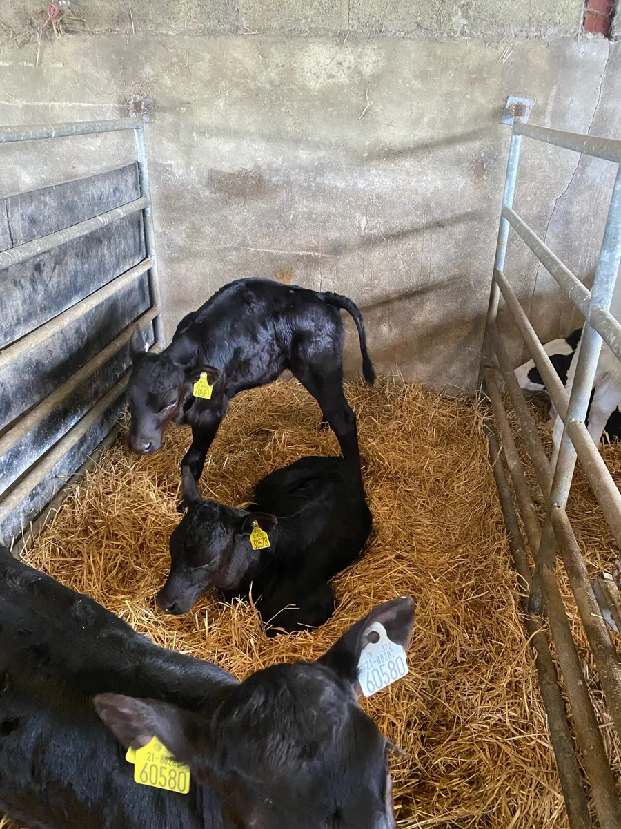 Calves - Image 2