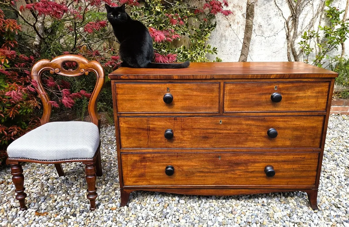 Georgian Mahogany Low Chest - Circa 1830 - Image 1
