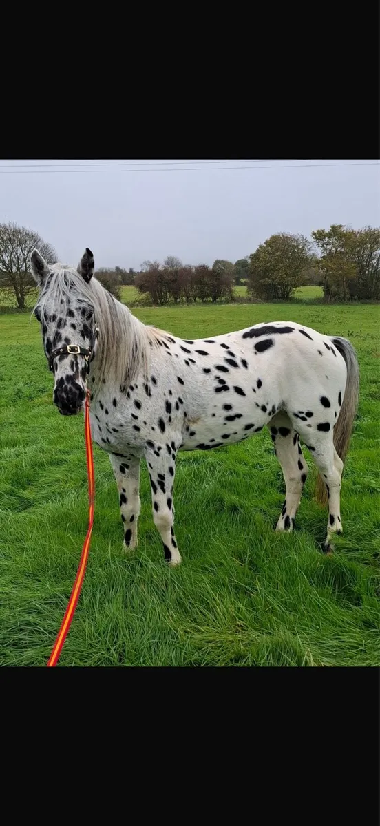 Appaloosa Stallion for Stud - Image 1