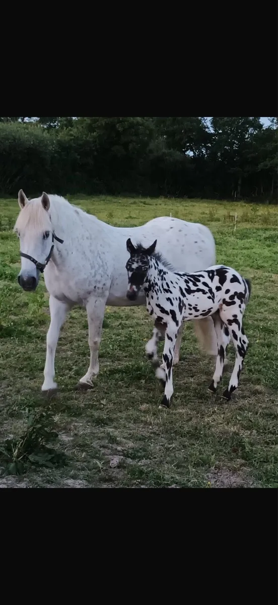 Appaloosa Stallion for Stud - Image 2