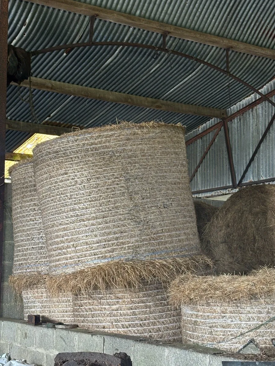 Hay