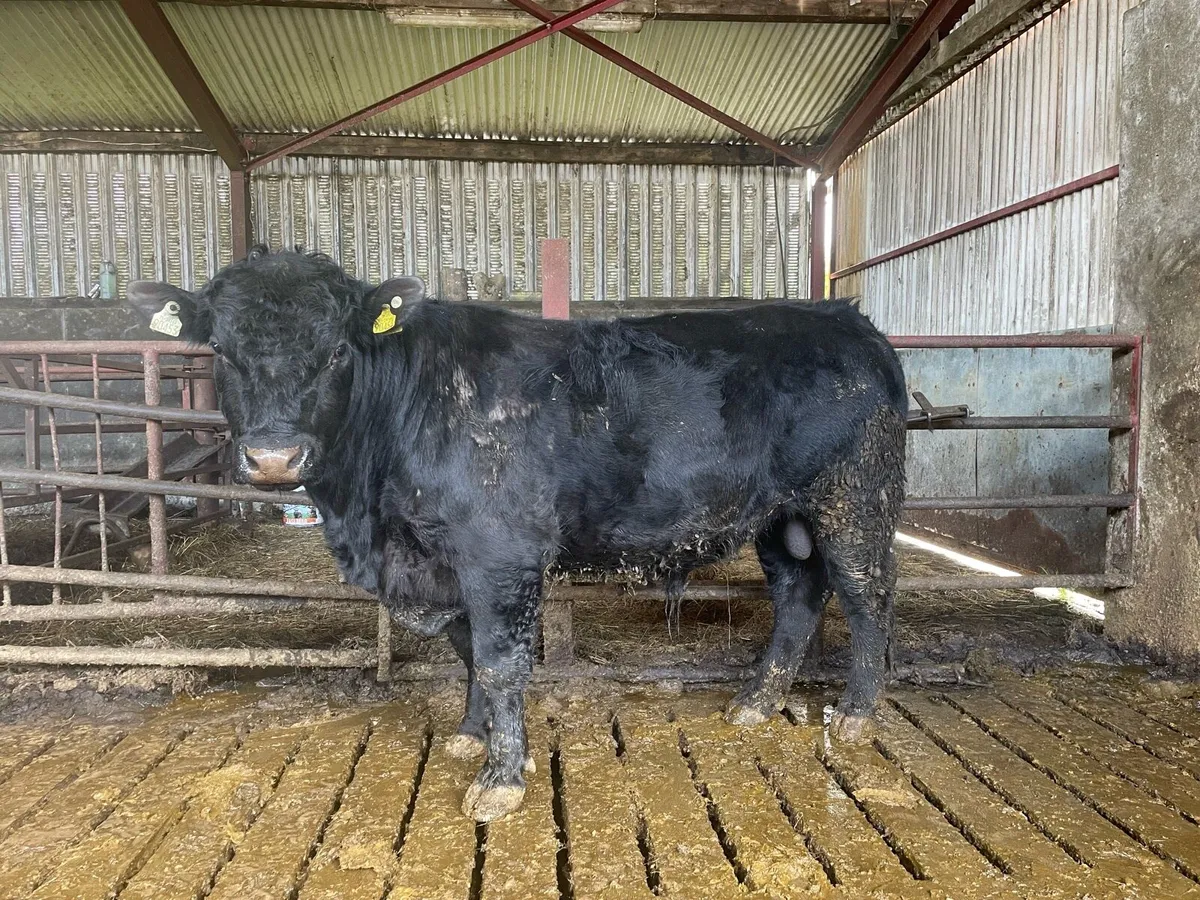 4/5 ⭐️PBR Angus Bulls - Image 1