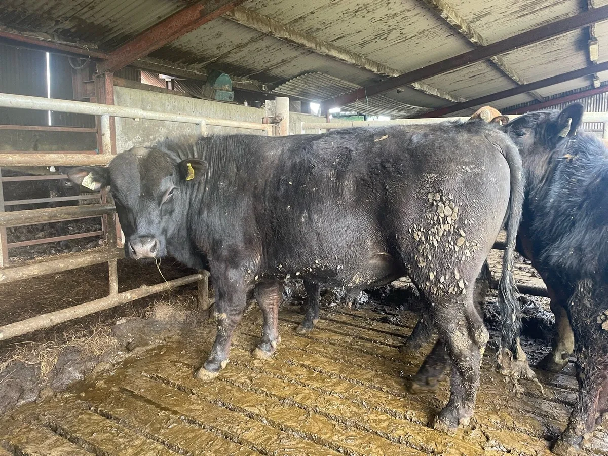 4/5 ⭐️PBR Angus Bulls - Image 2