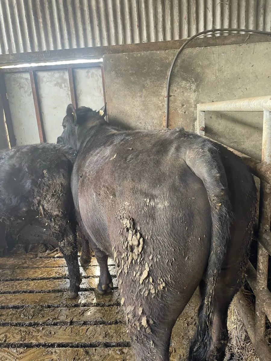 4/5 ⭐️PBR Angus Bulls - Image 4