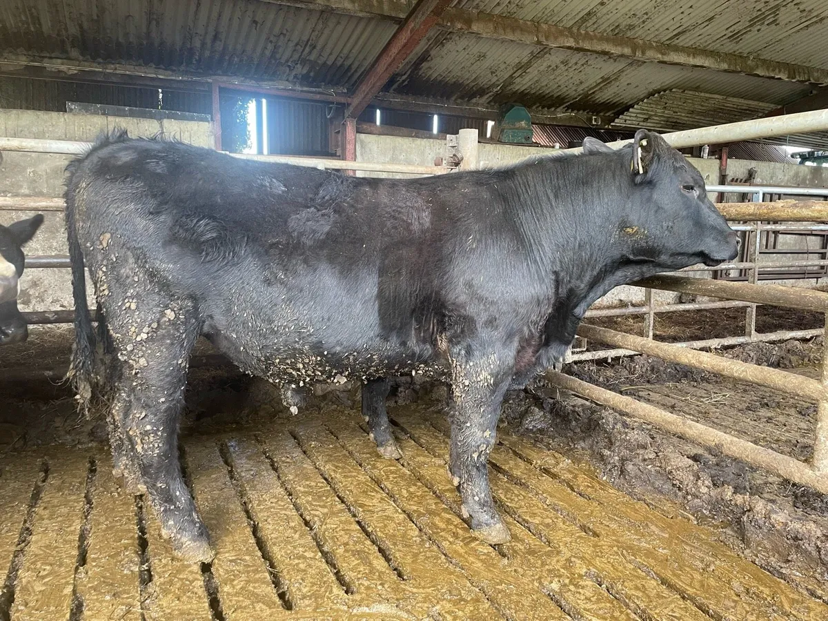 4/5 ⭐️PBR Angus Bulls - Image 3