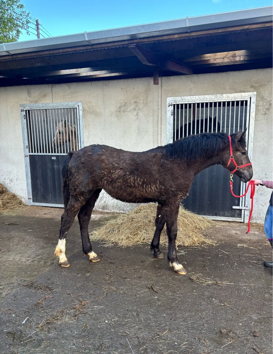 Irish Draught Yearling Filly - Image 2