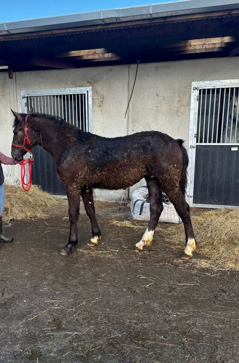 Irish Draught Yearling Filly - Image 1
