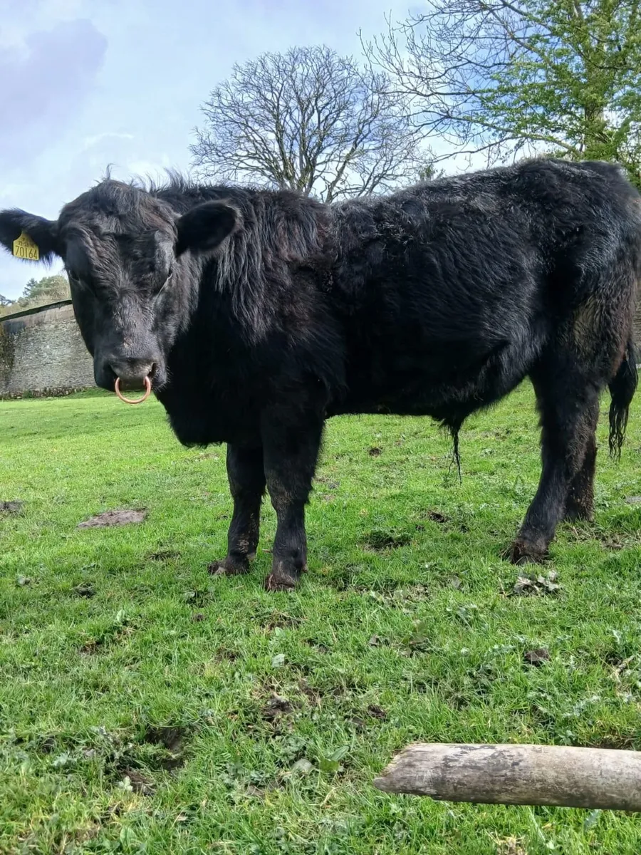 5 Star Pedigree Angus Bull - Image 2