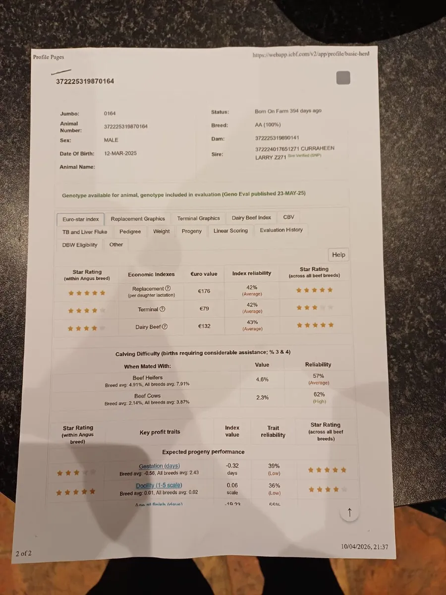 5 Star Pedigree Angus Bull - Image 4