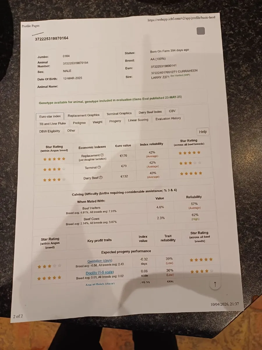 5 Star Pedigree Angus Bull - Image 3