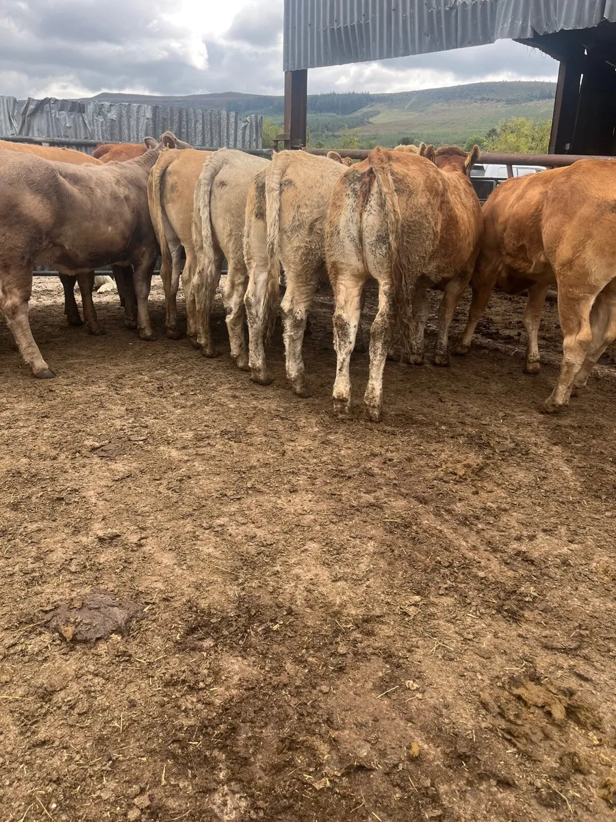 🔥12 serious 470 kilos charolias heifers 🔥 - Image 1