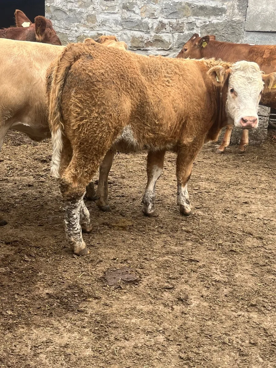 🔥12 serious 470 kilos charolias heifers 🔥 - Image 2