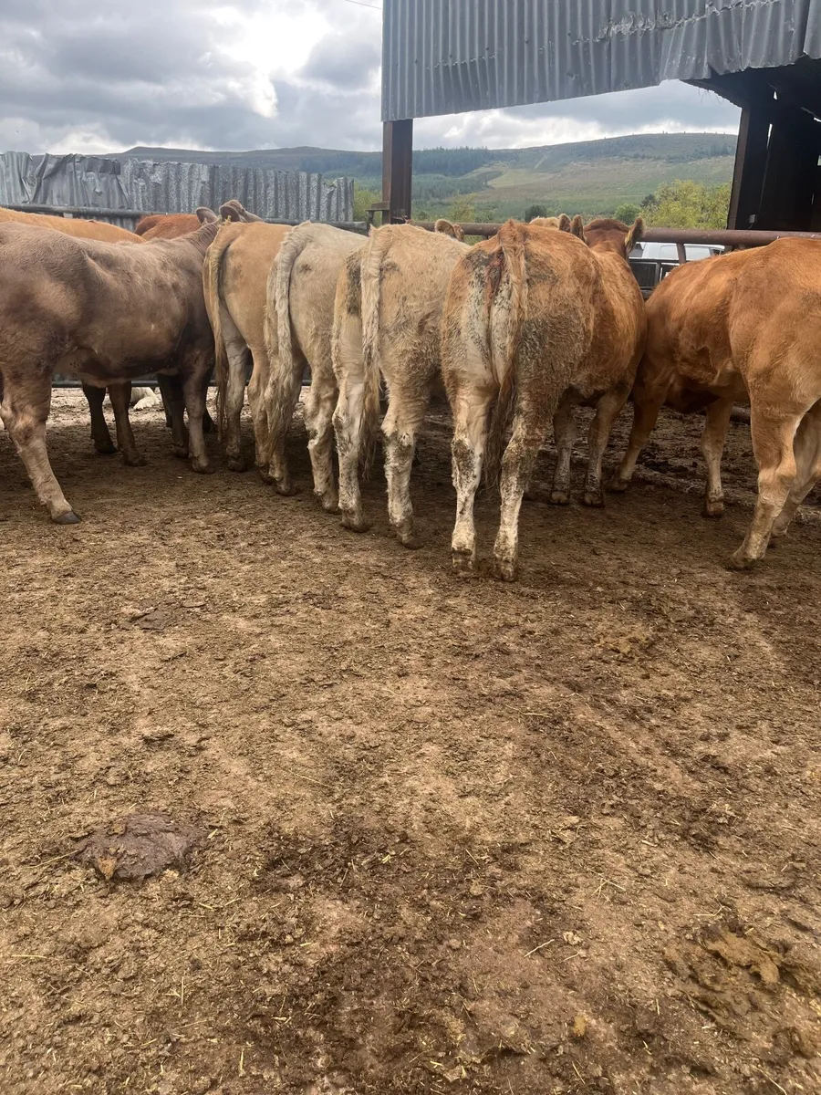 🔥12 serious 470 kilos charolias heifers 🔥 - Image 3