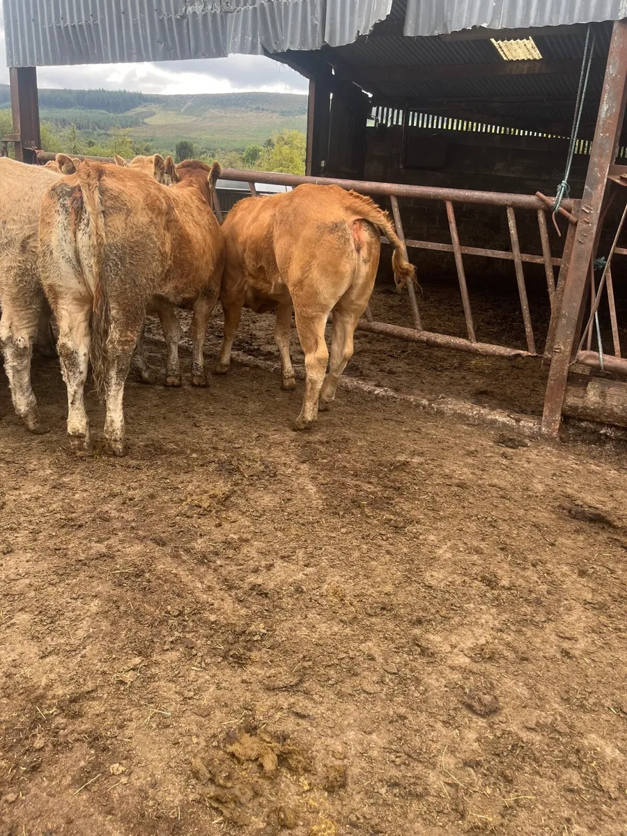 🔥12 serious 470 kilos charolias heifers 🔥 - Image 4