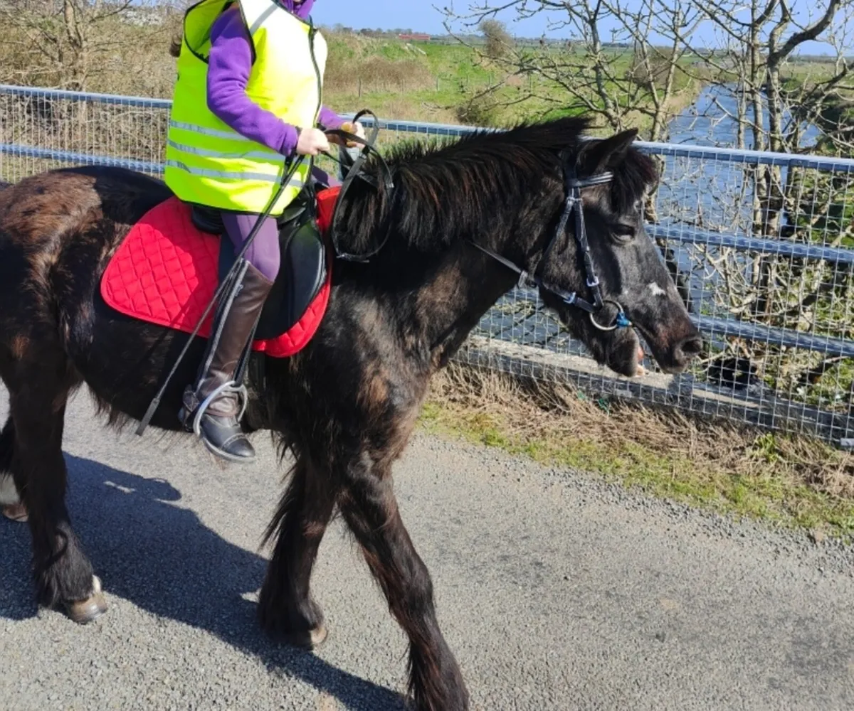 Beginners Pony 12h - Image 1