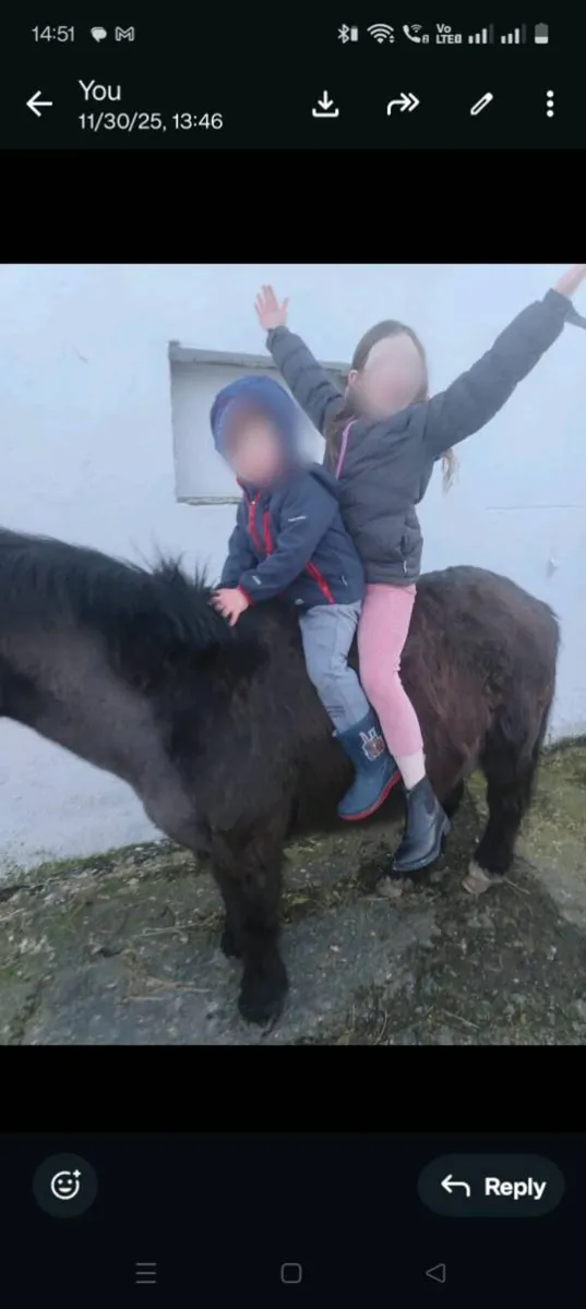 Beginners Pony 12h - Image 2