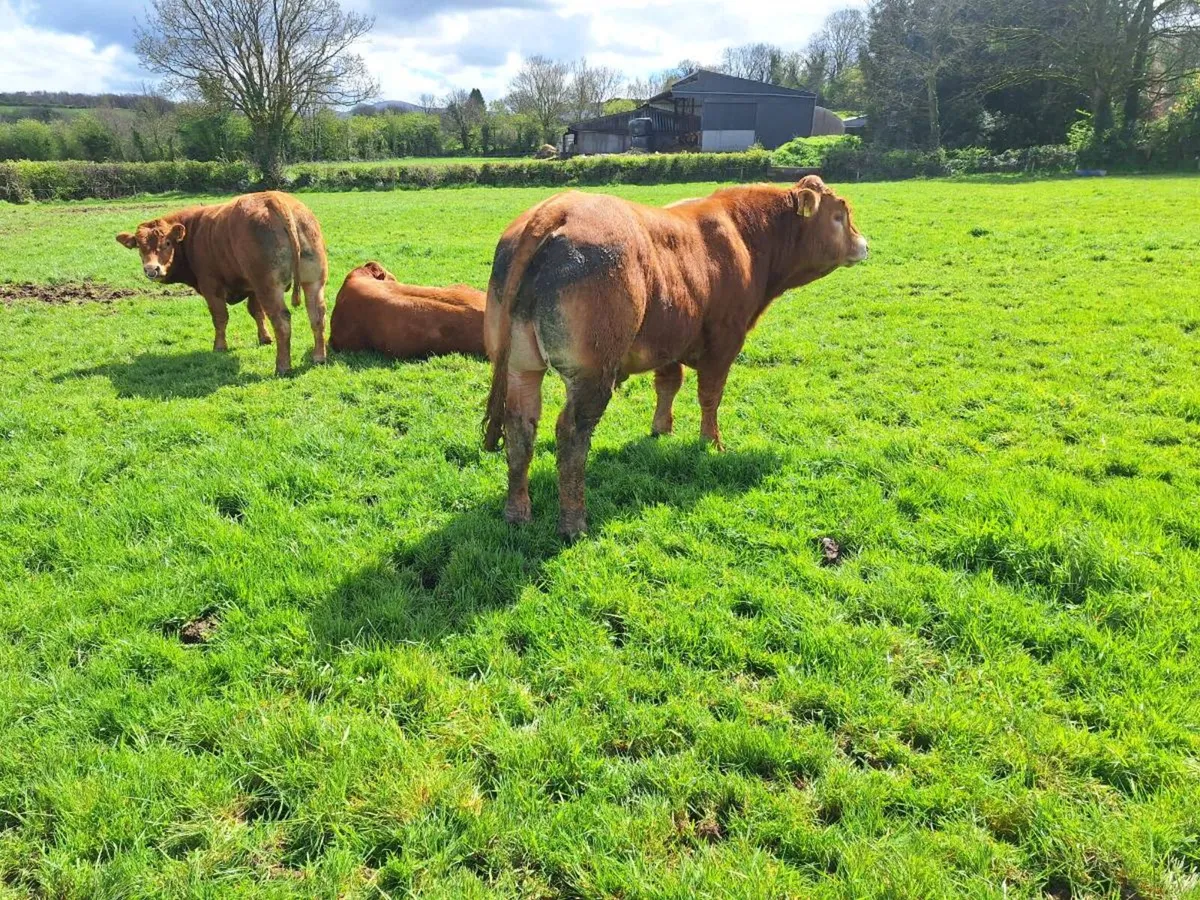 Ppbr limousine bulls - Image 1